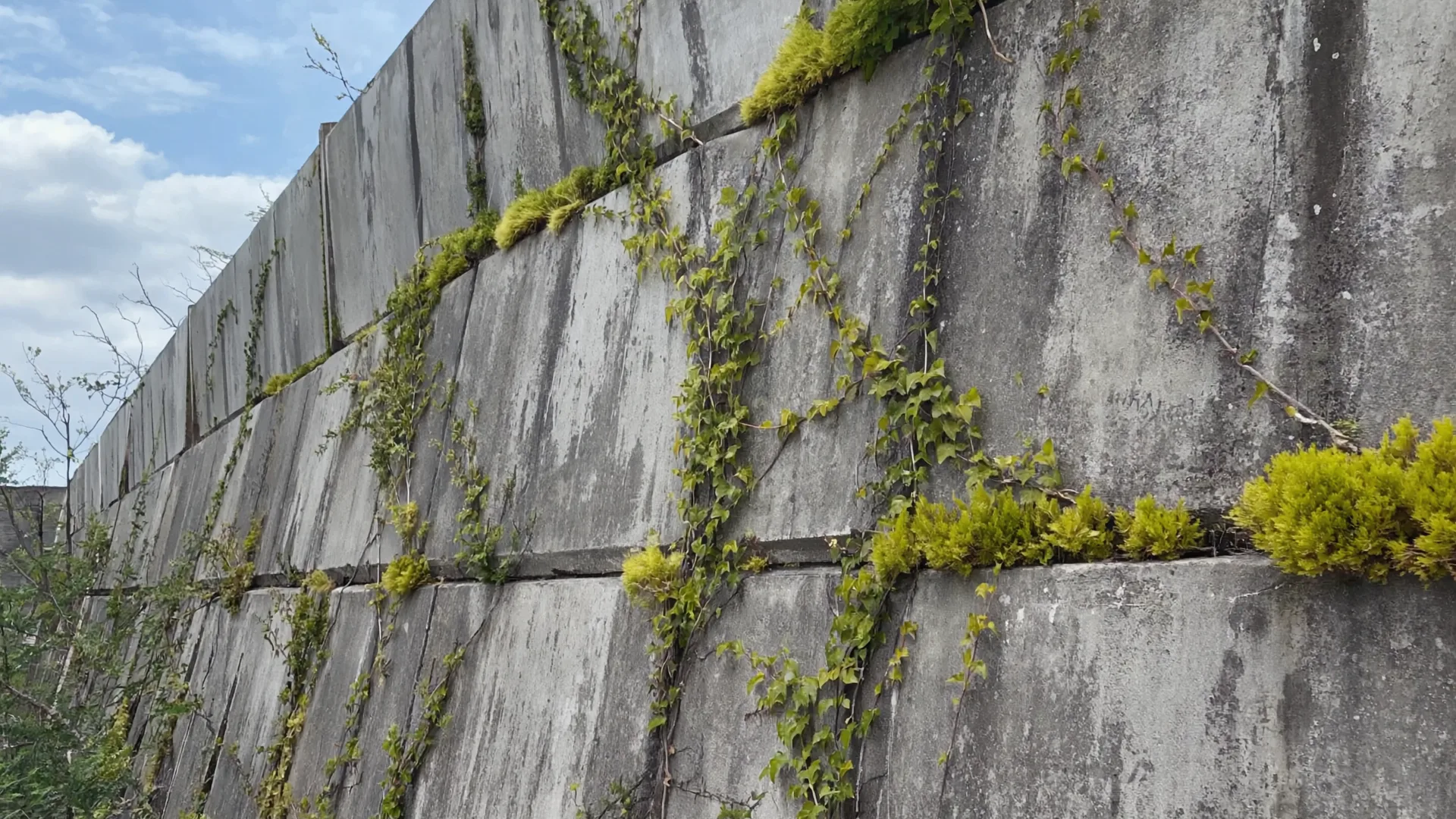 Moss and grass growing from the joints of a concrete wall